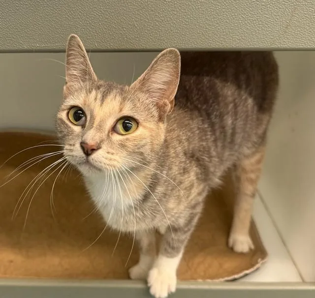 A young small-sized female Domestic Short Hair cat named Purrsephone for adoption in Peoria, IL