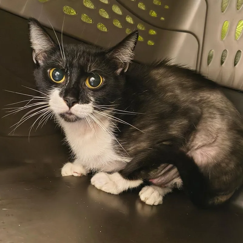 An adult small-sized male Black Domestic Short Hair cat named Stabler for adoption in Springfield, MA