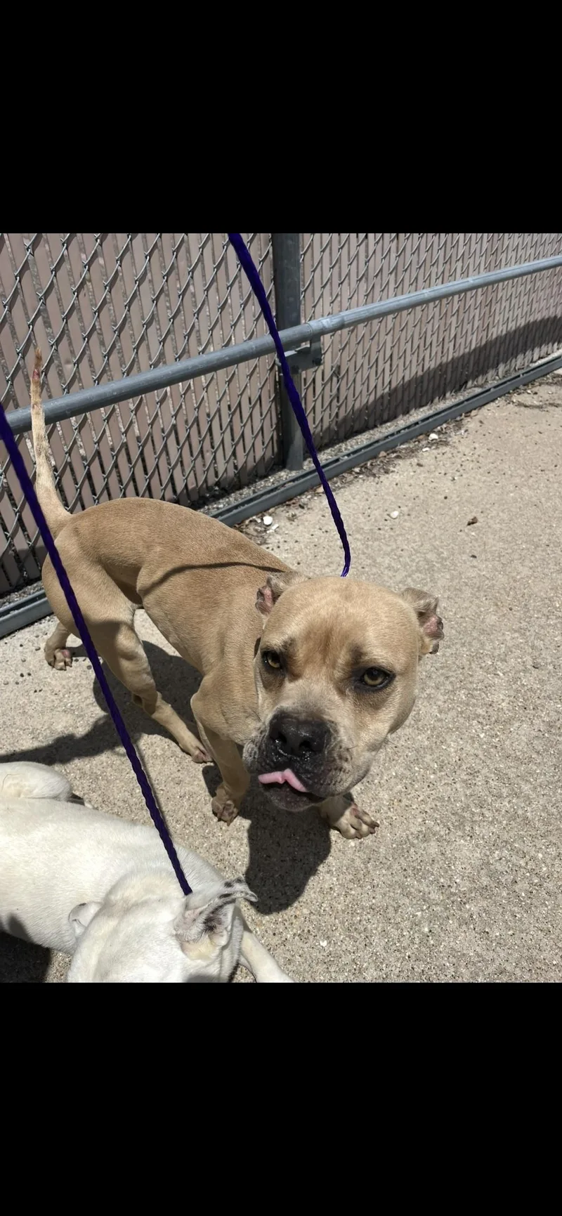 An adult small-sized male Pit Bull Terrier dog named Rick for adoption in Killeen, TX