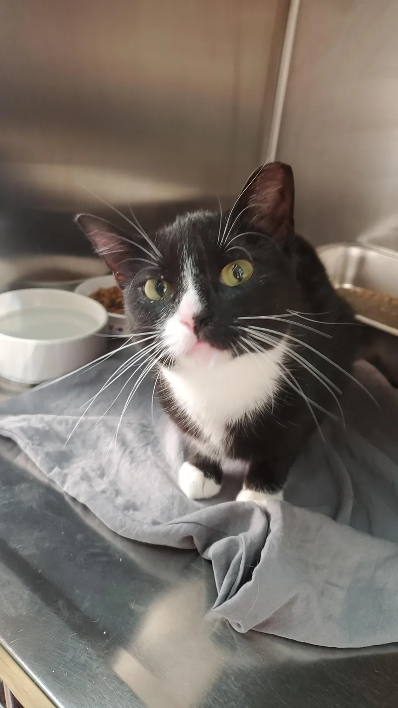 A young medium-sized male Domestic Short Hair cat named Jalapeno for adoption in Zimmerman, MN