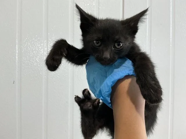 A baby small-sized female Domestic Short Hair cat named Kiara for adoption in San Bernardino, CA