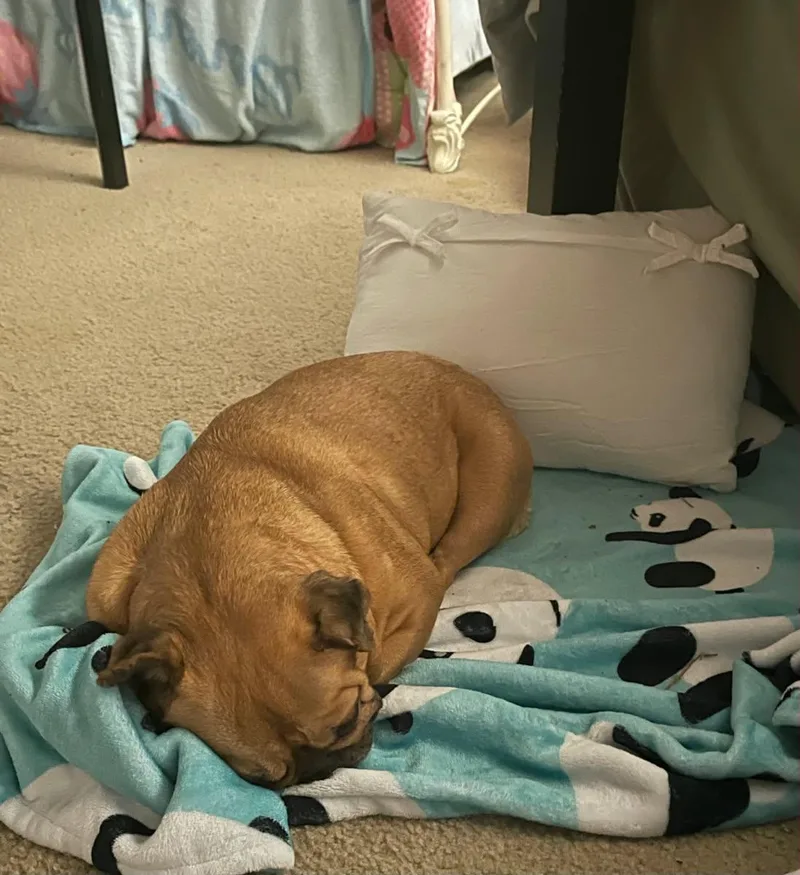 An adult small-sized female French Bulldog dog named Daisy for adoption in Bandera, TX