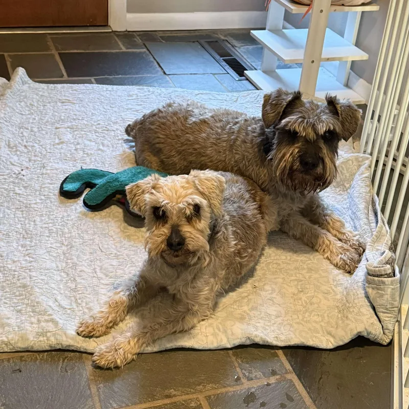 A senior small-sized female Miniature Schnauzer dog named Pepper Sponsor me for adoption in Homer Glen, IL