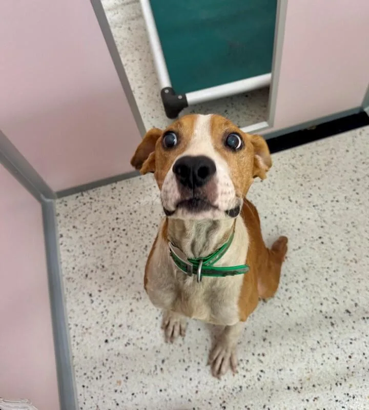 A senior medium-sized male Yellow / Tan / Blond / Fawn Hound dog named Bud for adoption in Providence Forge, VA