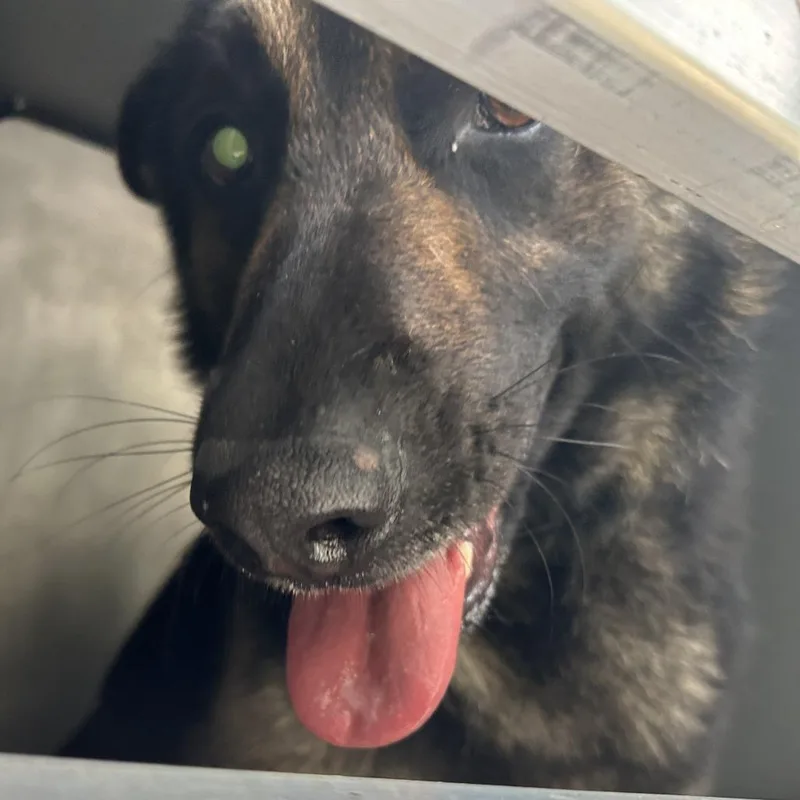 An adult large-sized male Black German Shepherd Dog dog named King for adoption in Greensboro, NC