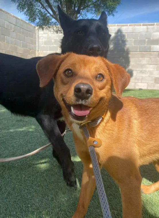 An adult medium-sized male Tricolor (Brown, Black, & White) Chihuahua dog named Harry for adoption in Sedalia, CO