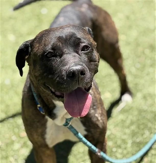 A young large-sized female Pit Bull Terrier dog named Peanut Butter for adoption in Saint Louis, MO