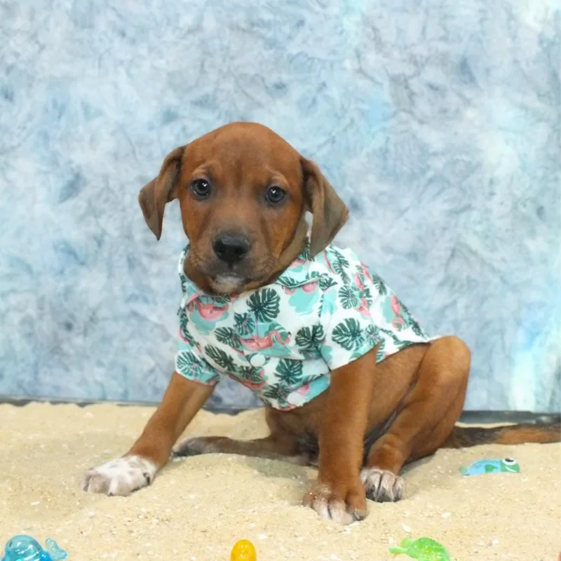 A baby medium-sized male Red / Chestnut / Orange Mixed Breed dog named Tio for adoption in Alexandria, VA