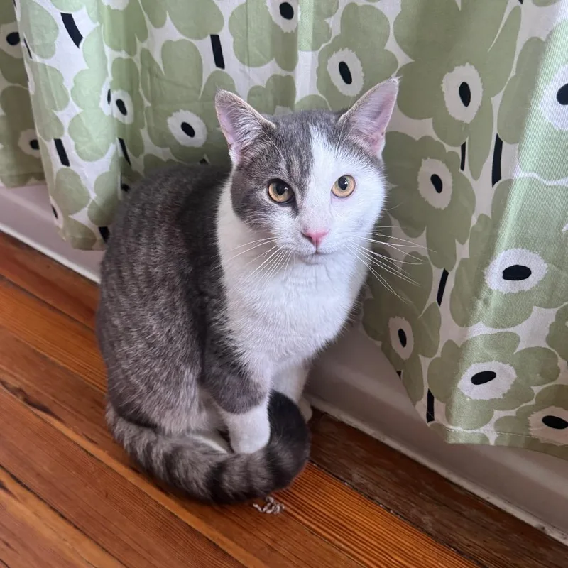 A young medium-sized male White Domestic Short Hair cat named Oscar for adoption in Gibsonia, PA