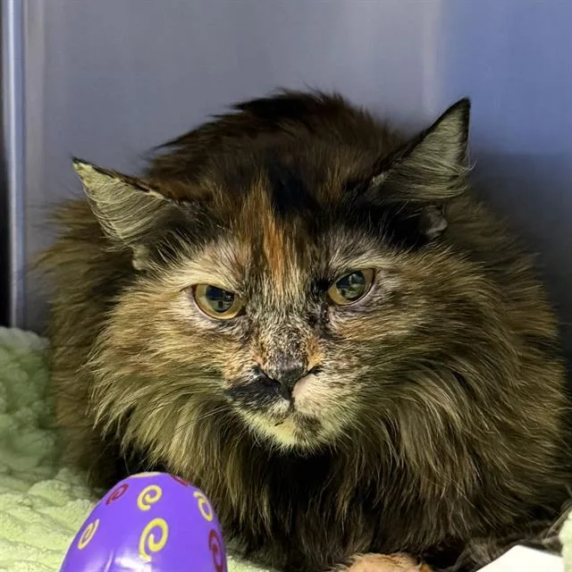 A young small-sized female Domestic Short Hair cat named Peach Crumble for adoption in Las Vegas, NV