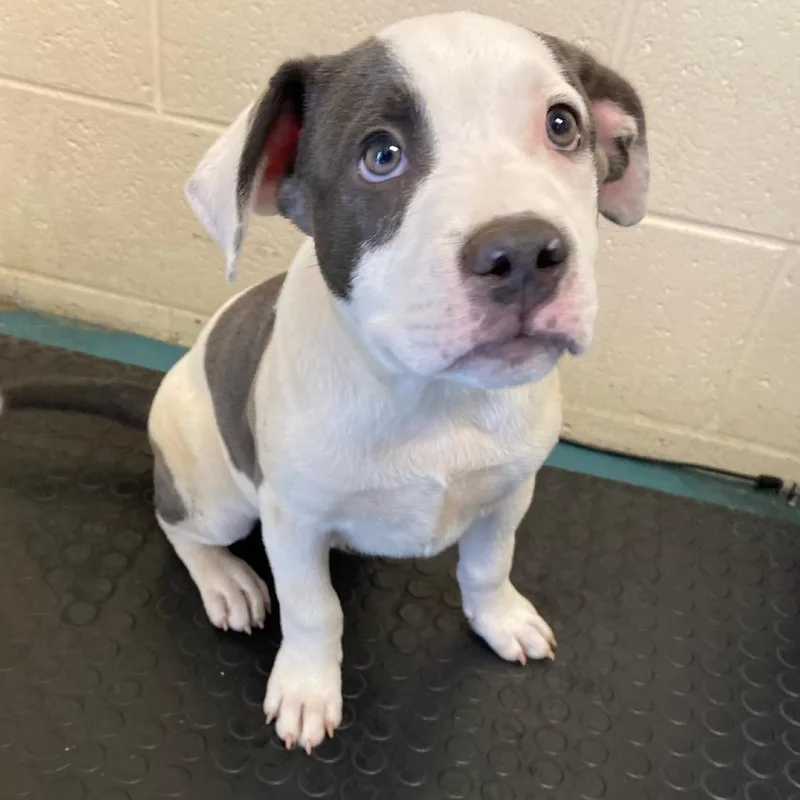 A baby small-sized male White / Cream Mixed Breed dog named Ukie for adoption in Memphis, TN