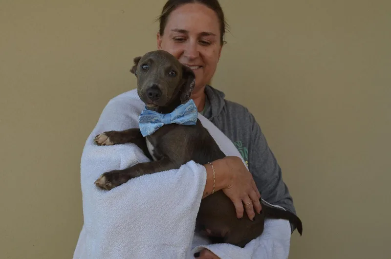 A baby large-sized male Weimaraner dog named Beetlejuice for adoption in McKinney, TX