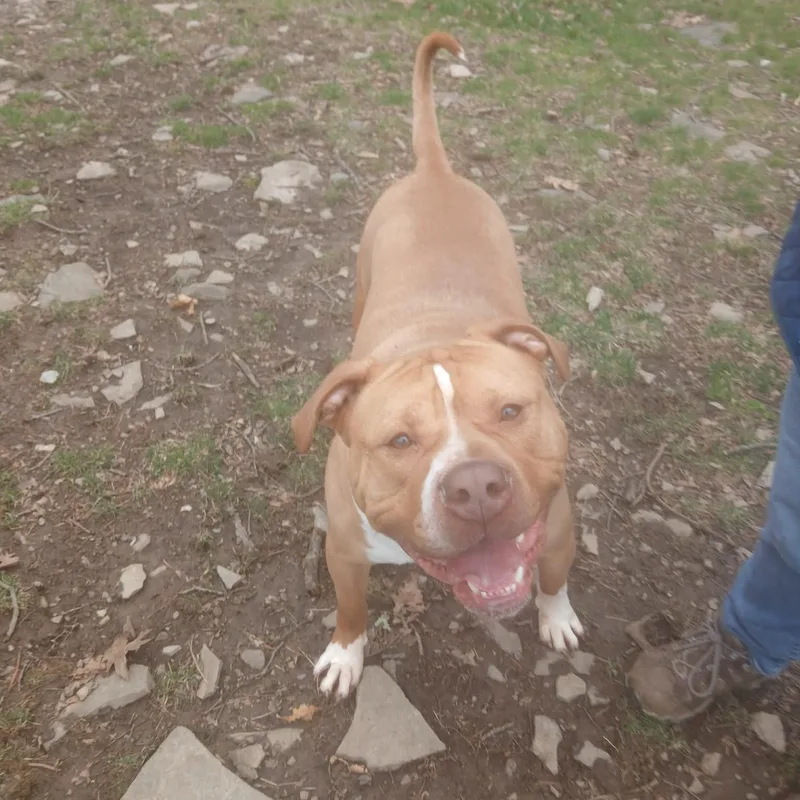An adult large-sized male Apricot / Beige American Bully dog named Lyle for adoption in Saugerties, NY