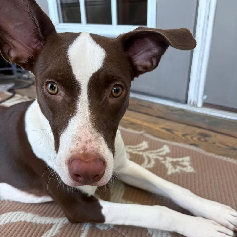 A young medium-sized female Brown / Chocolate Mixed Breed dog named Mocha Latte for adoption in Greensboro, NC