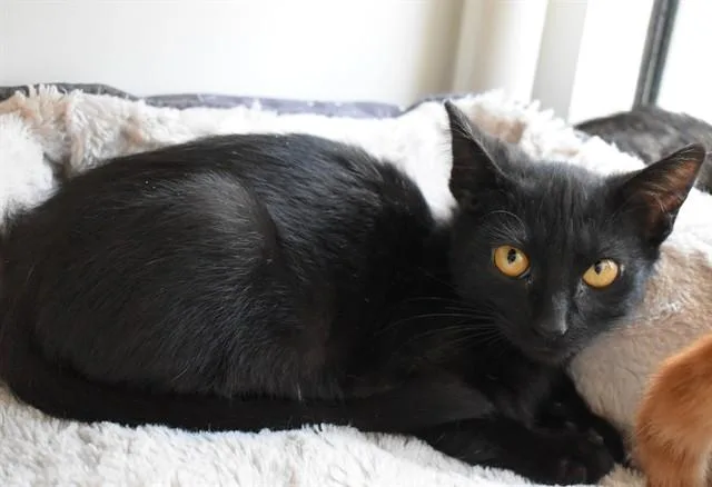 A baby small-sized male Domestic Short Hair cat named Shane for adoption in Sarasota, FL