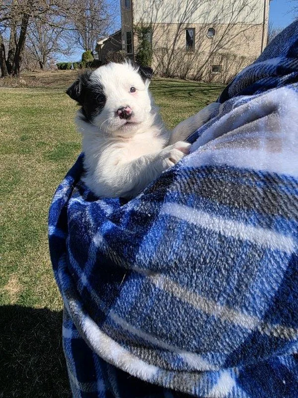 A baby large-sized male Black Australian Shepherd dog named Digby for adoption in Orland Park, IL