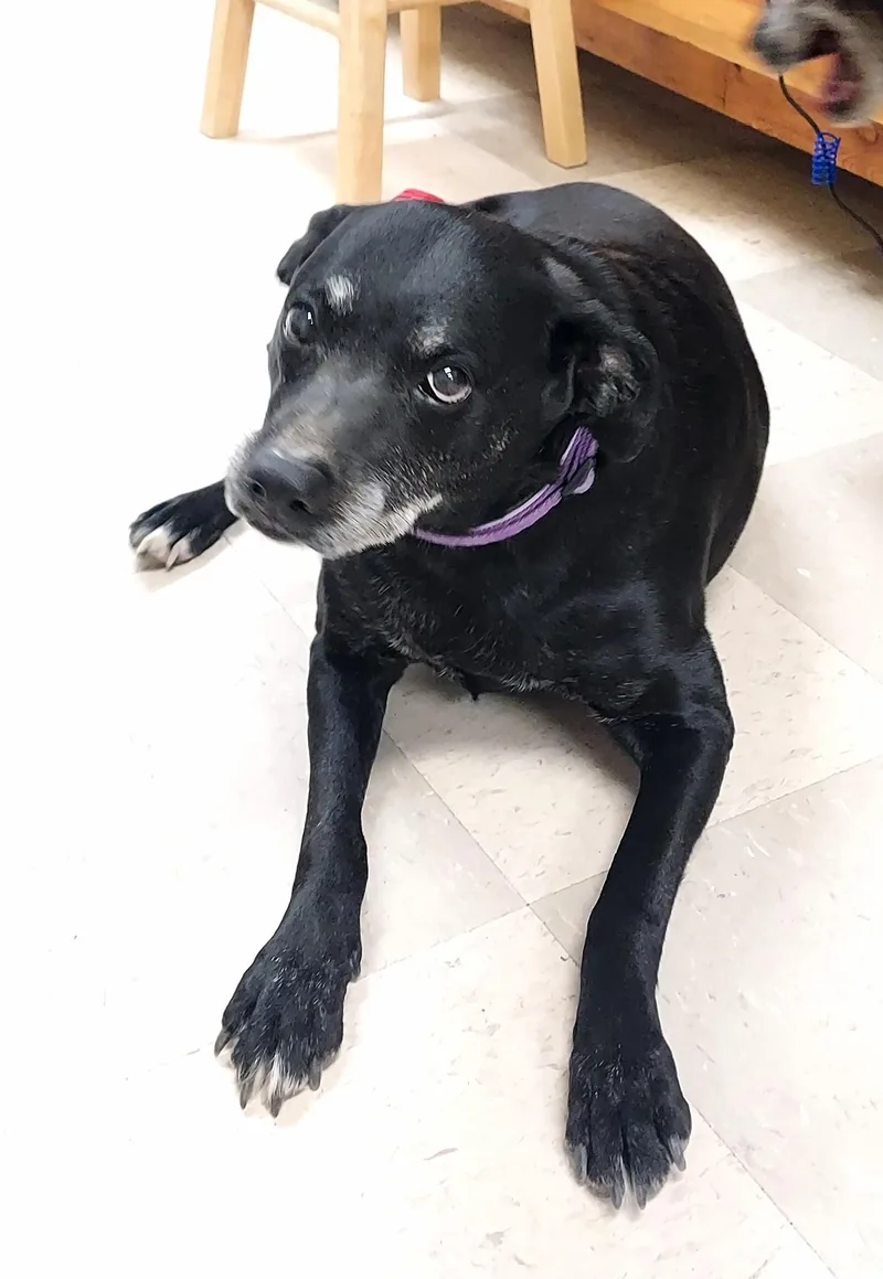 An adult large-sized female Black Doberman Pinscher dog named Brenna for adoption in Libby, MT