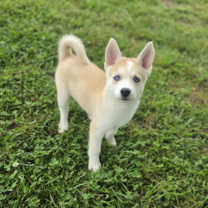 A baby medium-sized female Husky dog named Mocha Latte for adoption in Lowell, AR
