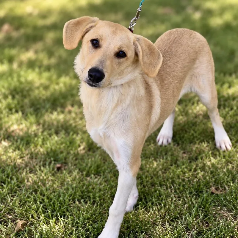 A young medium-sized female Labrador Retriever dog named Darcy for adoption in University Place, WA