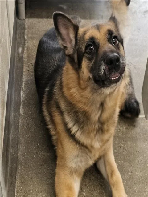 An adult large-sized male German Shepherd Dog dog named Rex for adoption in Los Angeles, CA