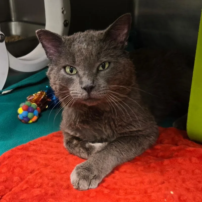 An adult large-sized male Gray / Blue / Silver Domestic Short Hair cat named Reggie for adoption in Waukesha, WI