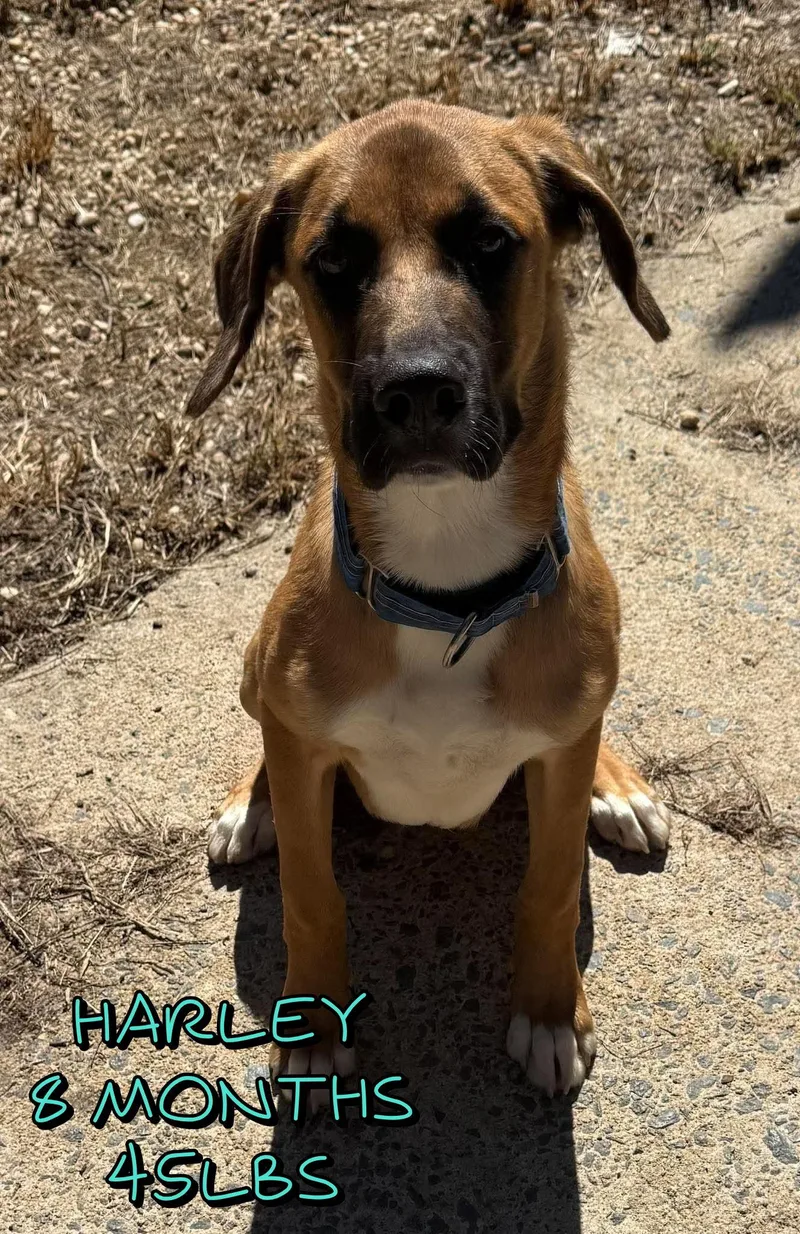 A baby large-sized male Mixed Breed dog named Harley for adoption in Holbrook, NY
