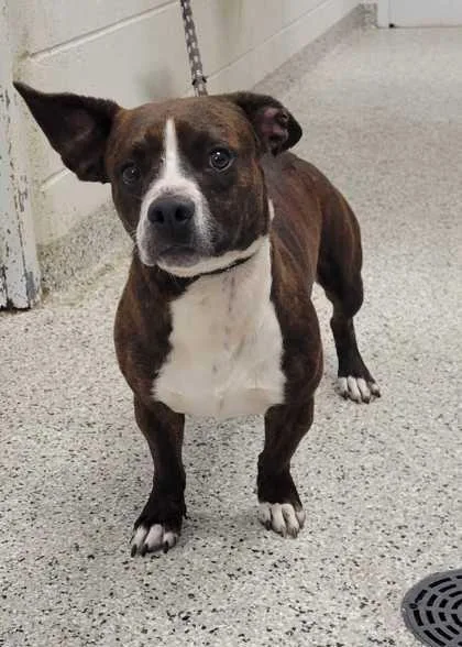An adult medium-sized male Brown / Chocolate Mixed Breed dog named Devito for adoption in Kansas City, MO