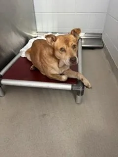 A young medium-sized male Mixed Breed dog named Puddleglum for adoption in Haw River, NC