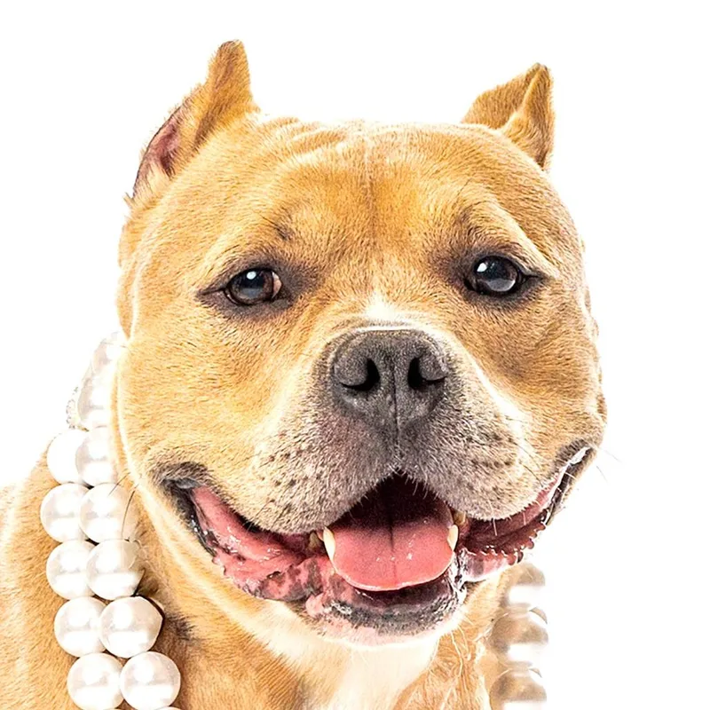 An adult medium-sized female Yellow / Tan / Blond / Fawn Pit Bull Terrier dog named Sophie for adoption in Reno, NV