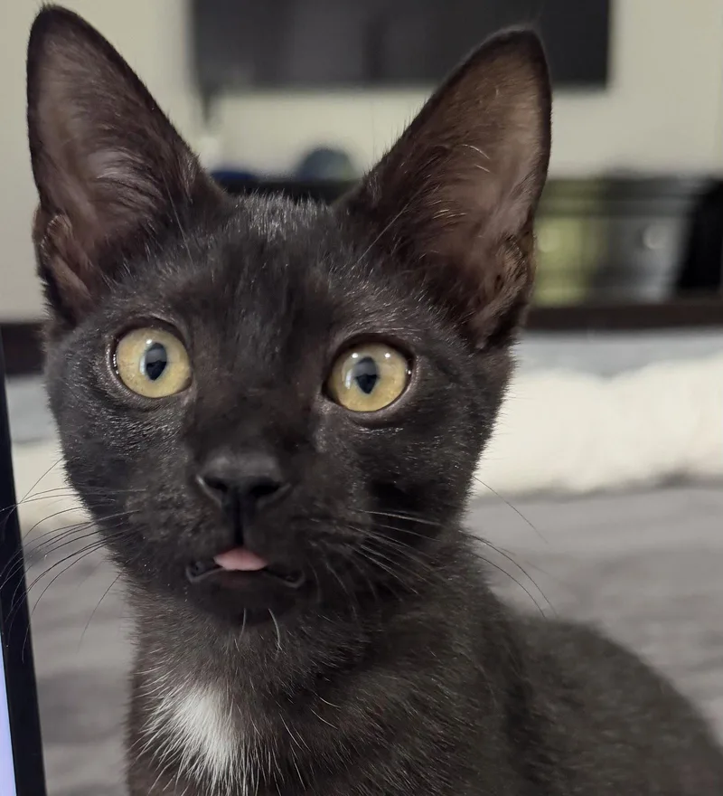 A young medium-sized female Domestic Short Hair cat named Bonnie for adoption in Boynton Beach, FL