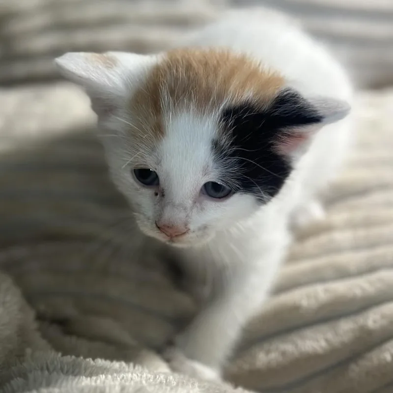 A baby small-sized female Calico Domestic Medium Hair cat named Pebbles for adoption in San Saba, TX