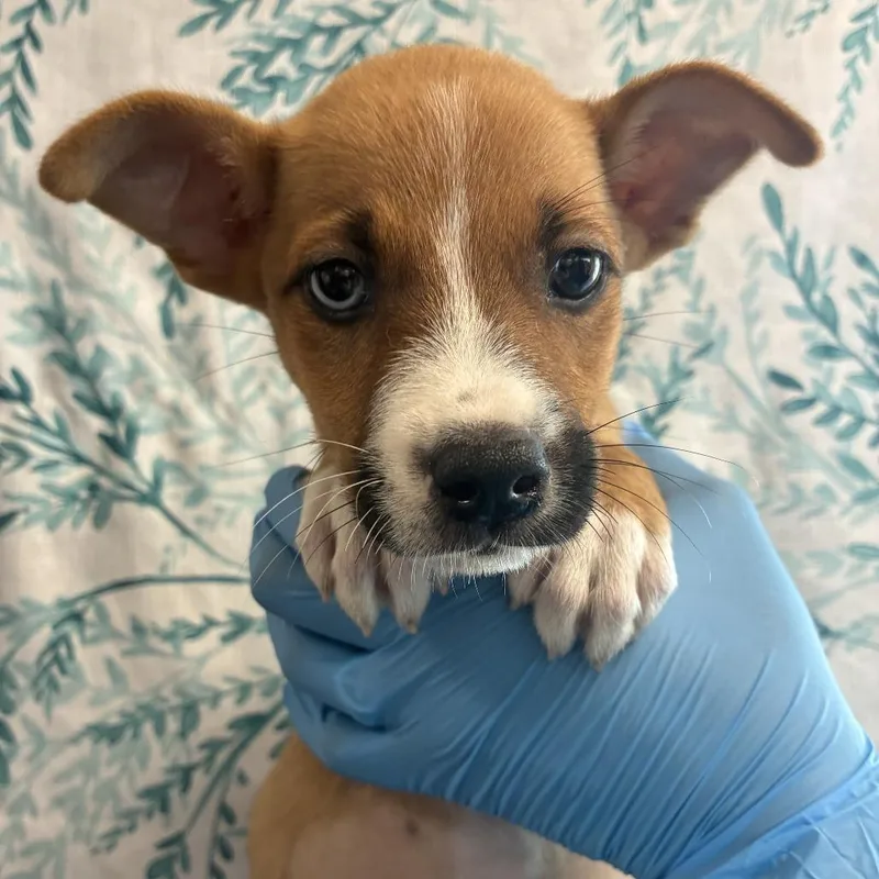 A baby small-sized female Brown / Chocolate Husky dog named Toph for adoption in San Antonio, TX