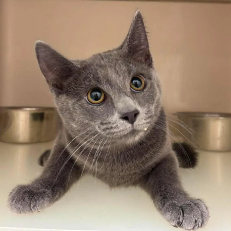 A young medium-sized male Gray / Blue / Silver Domestic Short Hair cat named Spongebob for adoption in Rocky Mount, VA