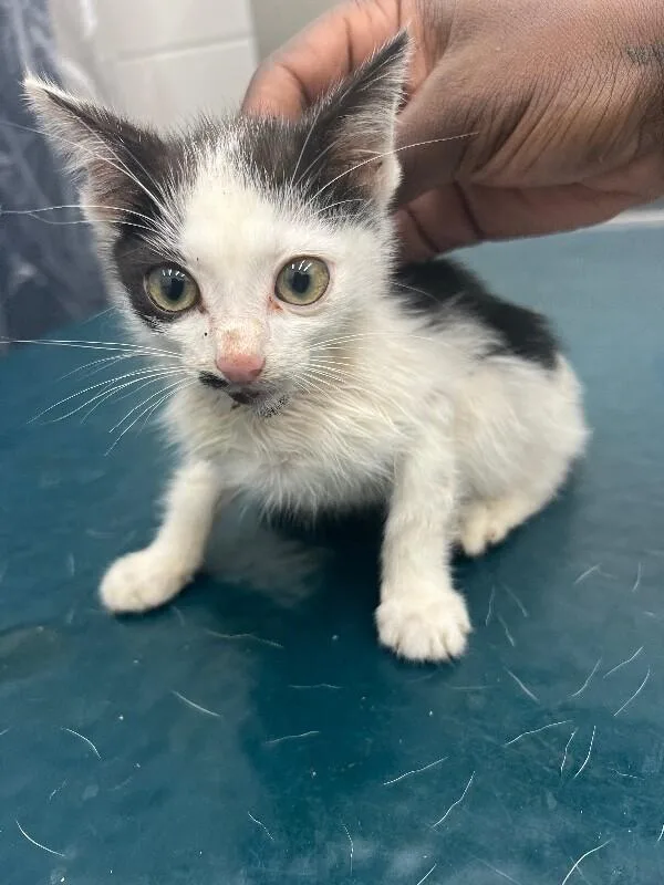 A young medium-sized male Black & White / Tuxedo Domestic Short Hair cat named Chin for adoption in Mobile, AL