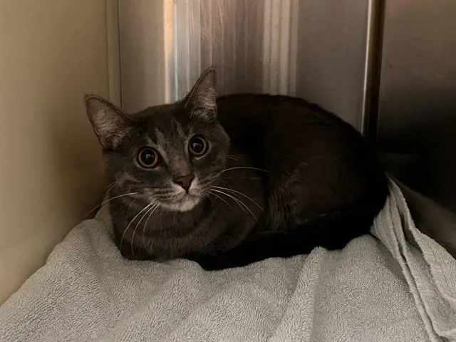A young medium-sized female Domestic Short Hair cat named Seda for adoption in Colorado Springs, CO