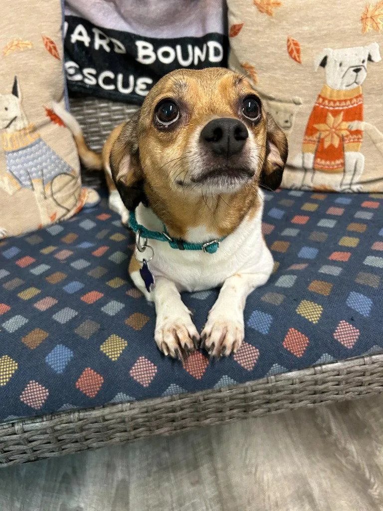 An adult small-sized female Beagle dog named Evalou for adoption in Ellijay, GA