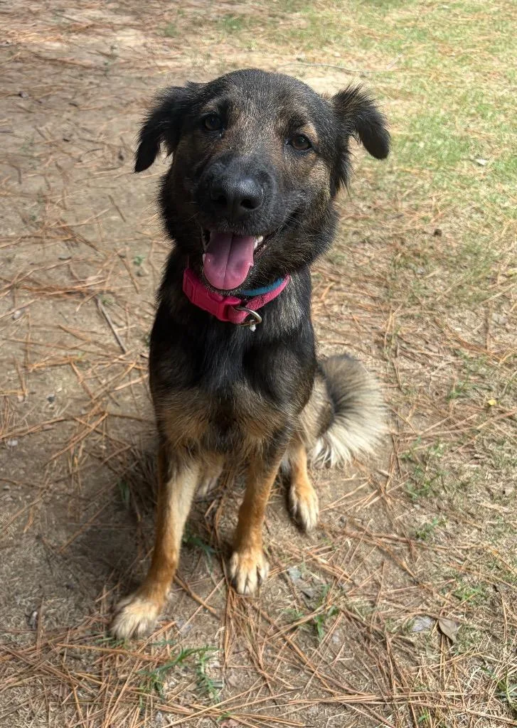 A young medium-sized female Shepherd dog named Arielle for adoption in Little Rock, AR
