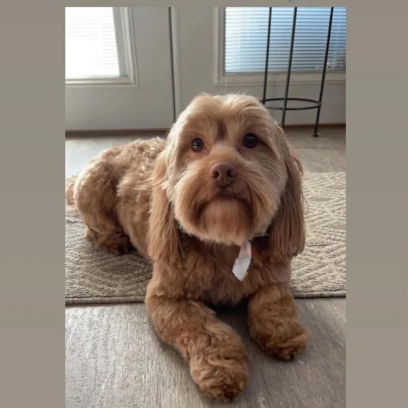 A senior small-sized male Brown / Chocolate Wheaten Terrier dog named Rudy for adoption in Saint John, IN