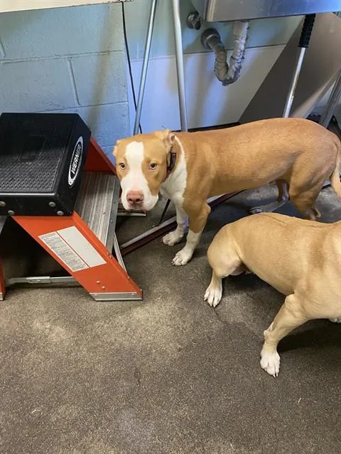 A young large-sized male Pit Bull Terrier dog named Shy Guy for adoption in Sacramento, CA