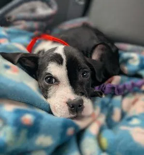 A baby medium-sized male Black Mixed Breed dog named Domino for adoption in Schaumburg, IL