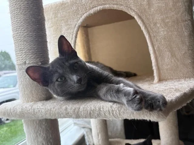 A baby medium-sized female Gray / Blue / Silver Domestic Short Hair cat named Yzma for adoption in Chambersburg, PA