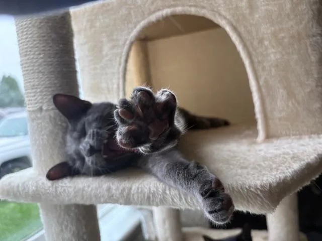 Yzma thumbnail 2