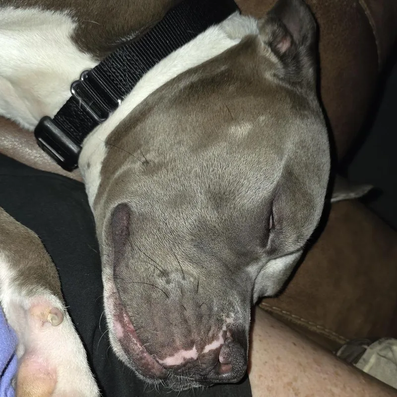 Chef Crawdad thumbnail 3