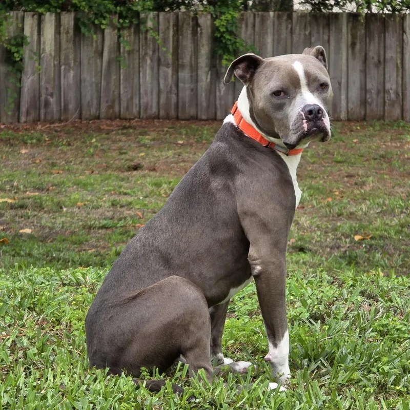 Chef Crawdad thumbnail 4