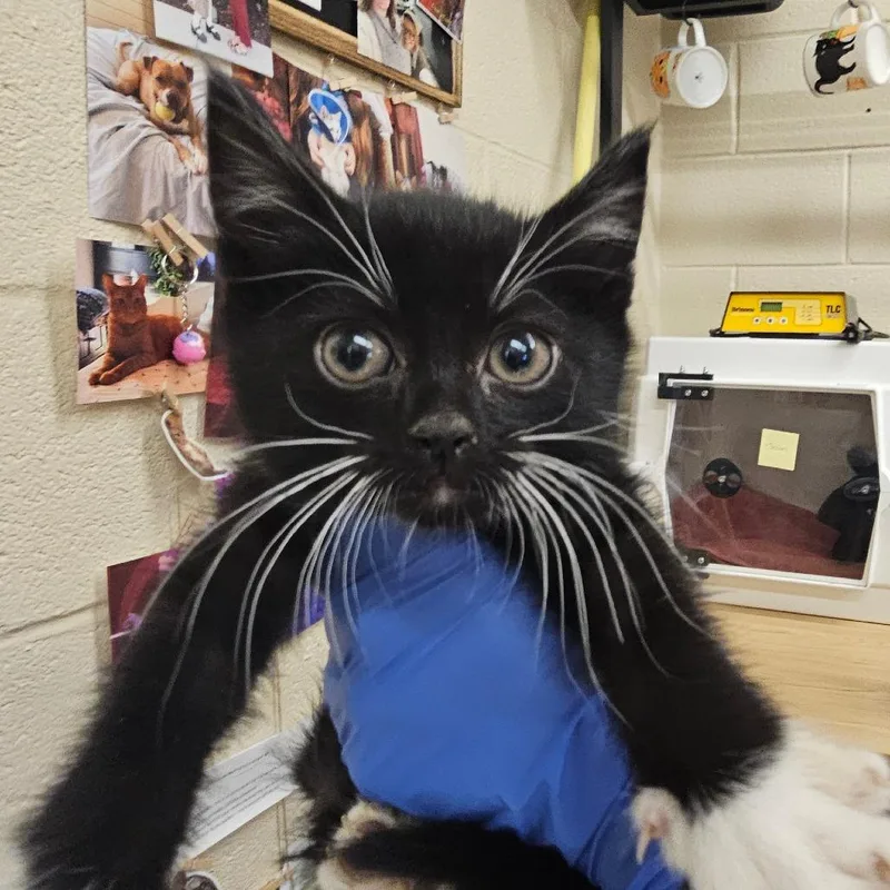 A baby small-sized male Black Domestic Short Hair cat named Bonjour for adoption in Birdsboro, PA