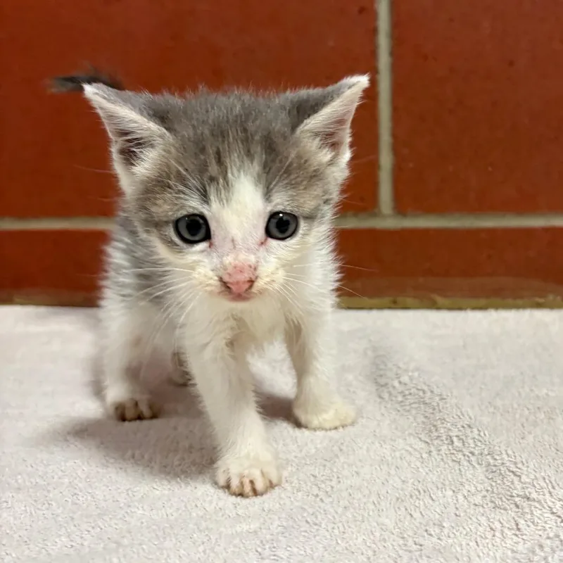 A baby small-sized male Gray / Blue / Silver Domestic Short Hair cat named Perry for adoption in Cabot, AR