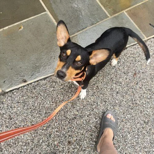 A young small-sized male Terrier dog named Rudy for adoption in Lincolnshire, IL