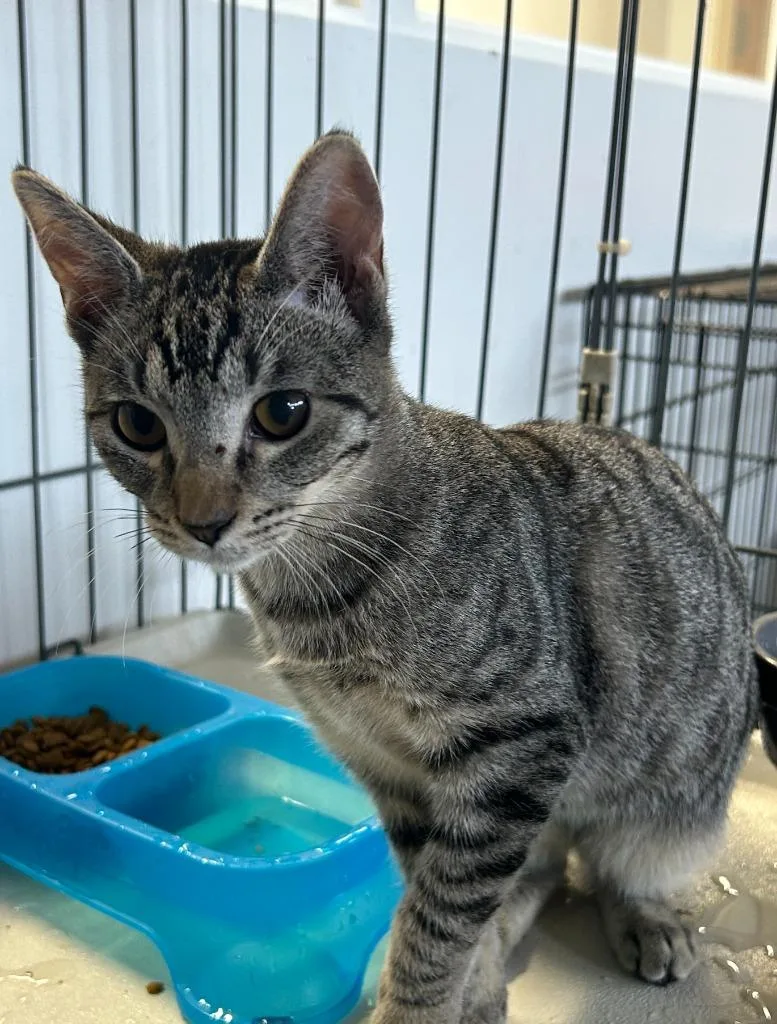 A baby small-sized female Domestic Short Hair cat named Siren for adoption in Thousand Oaks, CA