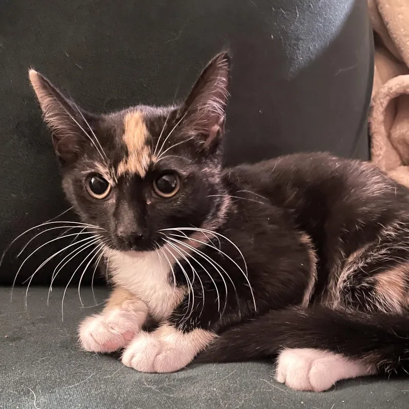 A baby small-sized female Tortoiseshell Domestic Medium Hair cat named Daktarina for adoption in Fredericksburg, VA