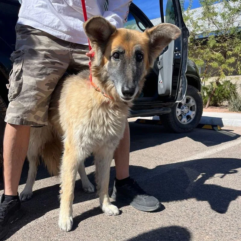 An adult large-sized female Brown / Chocolate German Shepherd Dog named Loba for adoption in Kingman, AZ